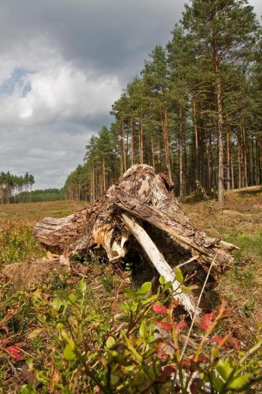 Agroturystyka Skoszewo Exterior foto